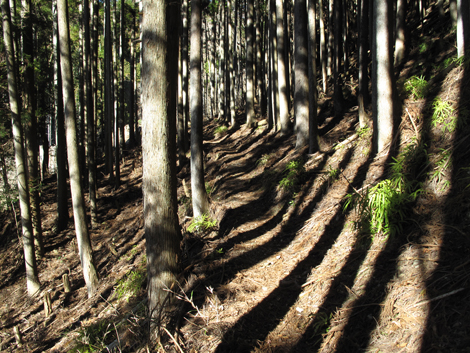 20190121hike (17)